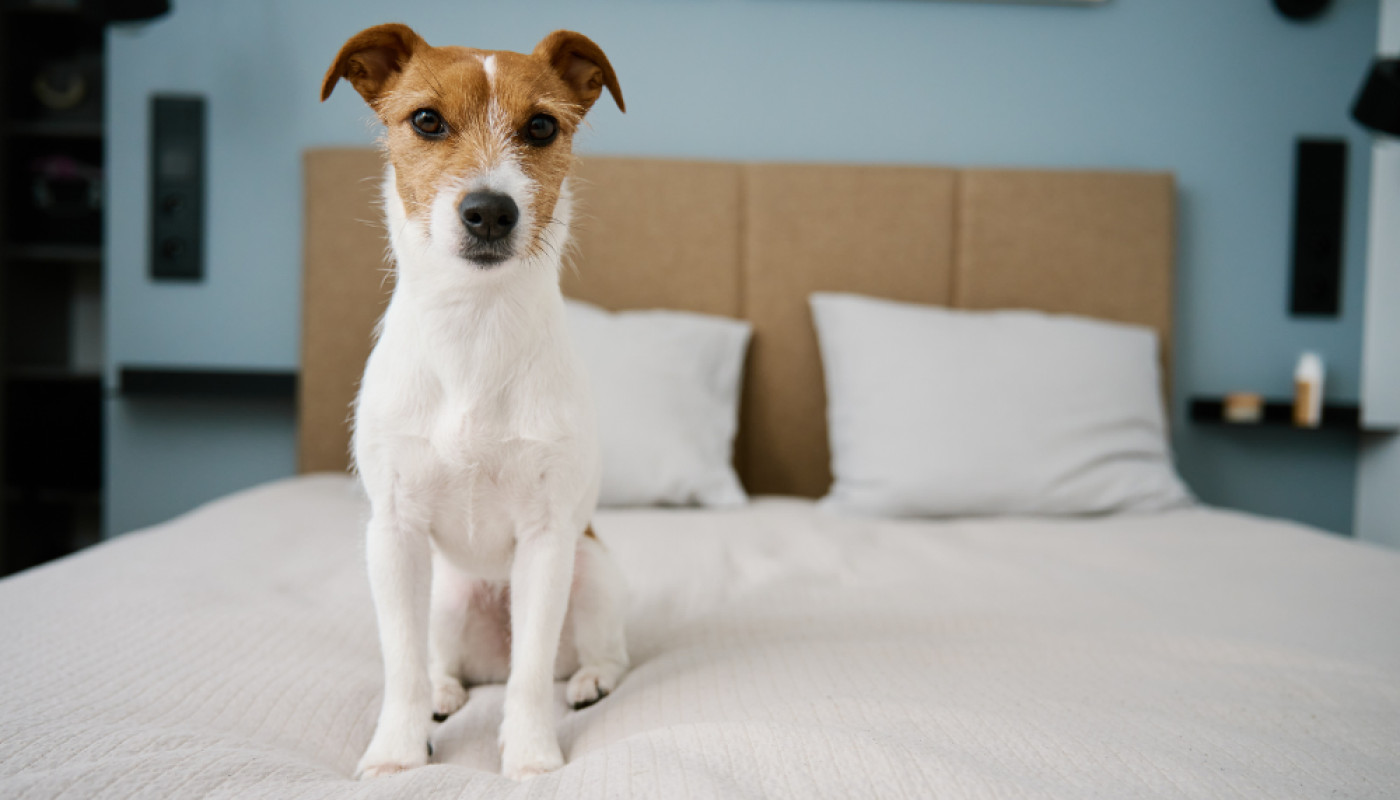 Contre les punaises de lit, découvrez la méthode de détection canine !